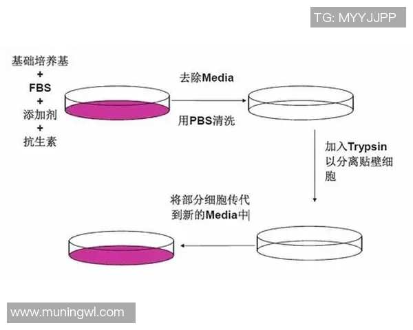 全球细胞培养肉大赛在荷兰马斯特里赫特盛大开幕引发广泛关注